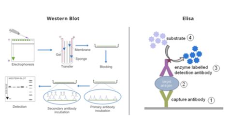 elisa test aids|positive elisa negative western blot.